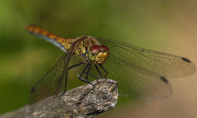 An orange-yellow dragonfly sits at the end of a dry branch.