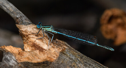 A small black and blue dragonfly sits on a fallen dry pine branch.