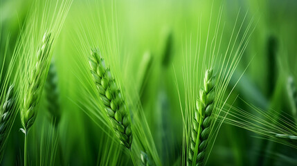 A Vast Green Wheat Field Stretching to the Horizon, Where Nature's Bounty Flourishes Under the Sun's Warm Embrace