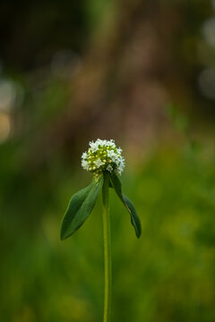 Delicate Flower Blossom in Nature's Beauty