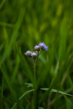 Delicate Blooming Beauty in Fresh Meadow