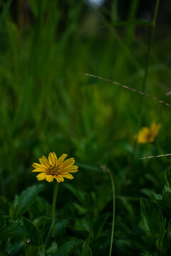 Radiant Sunshine Embracing Fragile Yellow Flower in Lush Foliage