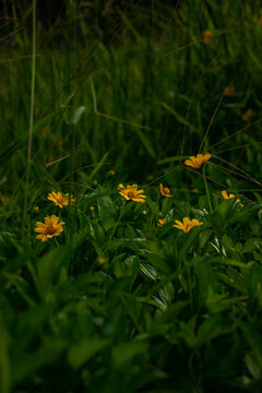 Radiant Sunshine Embracing Fragile Yellow Flower in Lush Foliage