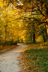 Park in the autumn morning with a footpath and yellow trees