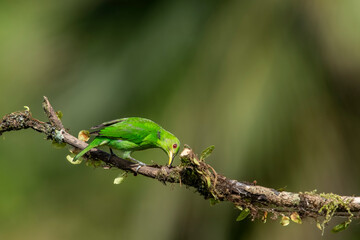 The green wasp is a small bird from the tanager family. It is found in the tropical New World from southern Mexico to Brazil and Trinidad. It is the only member of the genus Chlorophanes.