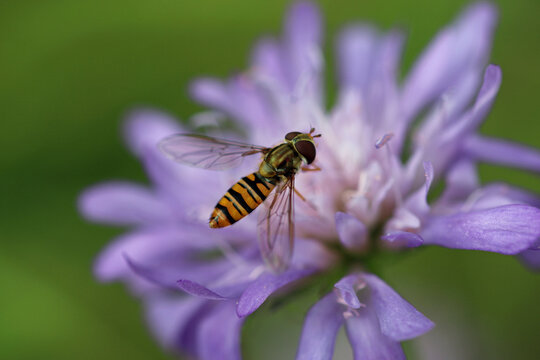 Field scabious lilac flower in close up with a marmalade hoverfly