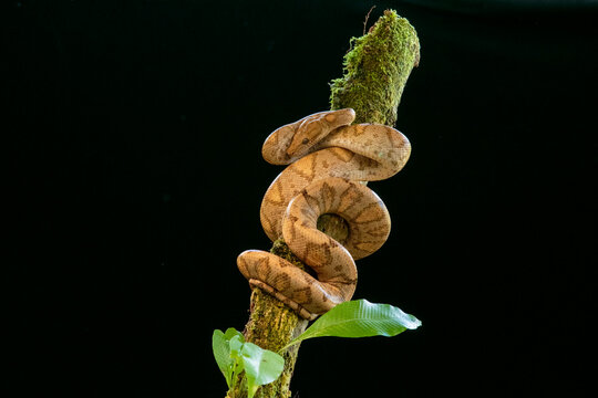 Corallus annulatus, also known as the ringed tree boa, the ringed tree boa, and the northern ringed tree boa, is a species of boa found in Central and South America.