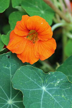 Orange nasturtium flower in close up