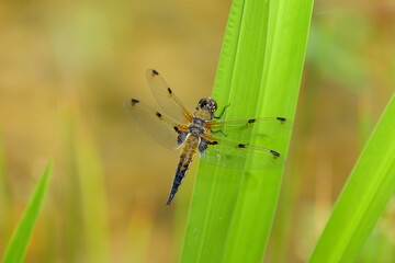 Four spotted chaser sitting on a green plant