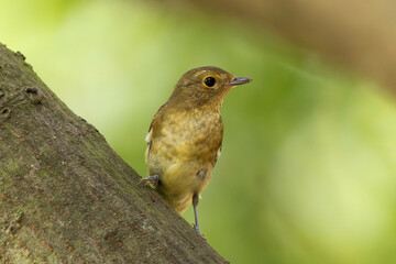 仲間と共に虫を探すキビタキ