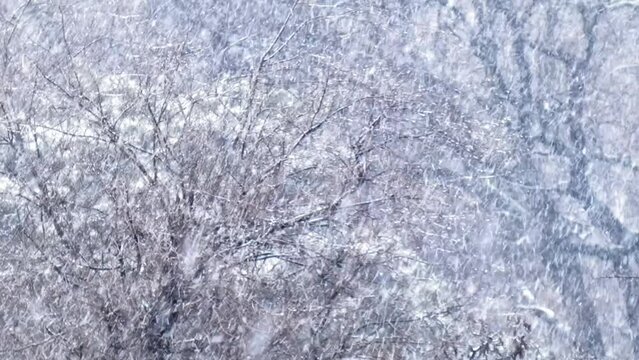 Heavy snowfall against the background of trees. Bad winter weather, falling snowflakes