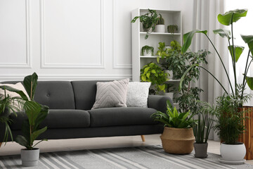 Cozy room interior with different potted green houseplants and comfortable sofa