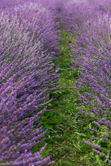 Obraz premium View of beautiful blooming lavender growing in field