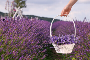 Woman holding wicker basket with lavender in field, closeup. Space for text