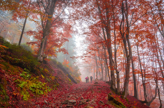 Road through a golden foggy forest. Autumn in the forest. Fall season