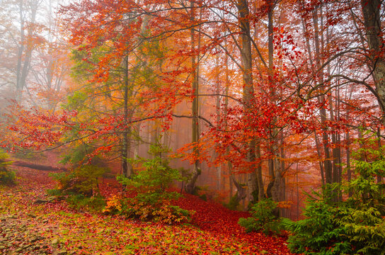 Golden forest with fog and warm light. Autumn in the forest. Fall season