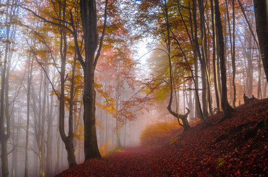 Sun rays shine through the foggy autumn forest. Autumn in the forest. Fall season