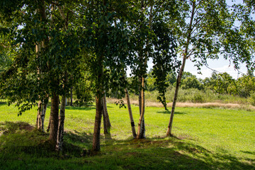 panorama from trees with a meadow covered with grass in the light