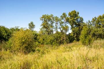 Obraz premium panorama from trees with a meadow covered with grass in the light