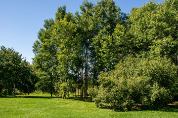 Fototapeta na wymiar panorama from trees with a meadow covered with grass in the light