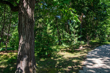 Obraz premium road to the park with a tree for recreation