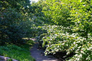 Scenic view of a winding stone path through a beautiful green park