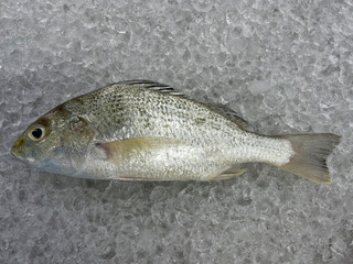 fresh raw cold seafood white color snapper whole fish ikan head, fillet, meat, cut, tail on white...