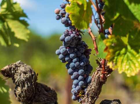 Photograph of a luscious grape cluster hanging in a Vaucluse vineyard bathed in the warm August sun.