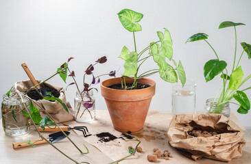 Syngonium. Transplanting a houseplant into a new flower pot. Concept of home jungle and gardening. Taking care of home plants. Grow indoor plants at home.