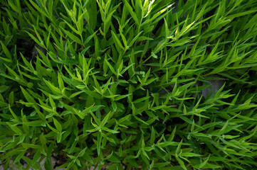 Bright Green Leaves Reach Out From The Shadows Along Trail In The Tetons