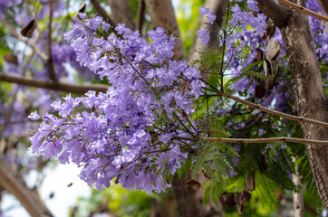 Blue jacaranda flowers on tree branches. Nature