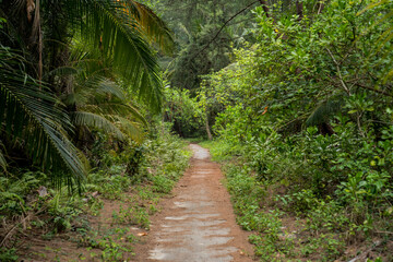 Jungle Road