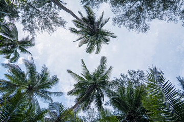 Palmen von unten