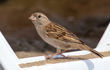 Portrait of a sparrow on the sand at the beach