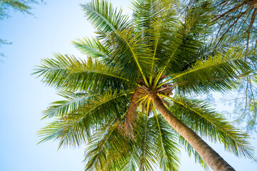 Tropical coconut tree