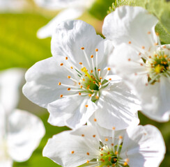Flowers on the cherry tree.