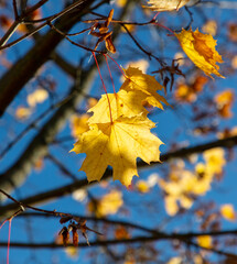 Autumn maple leaves against the blue sky. Nature