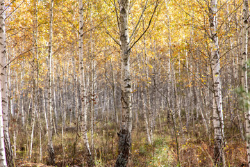 Young birch forest in autumn. Nature