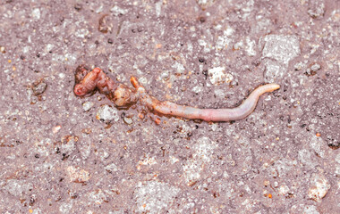 Dead earthworm on the pavement.