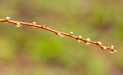 Flower buds on a plum branch in early spring.
