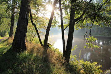 Fototapeta premium morning in the forest