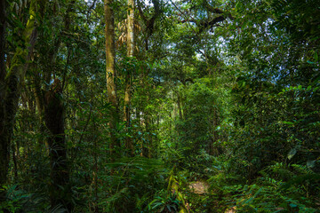 Tropical Rainforrest in Panama