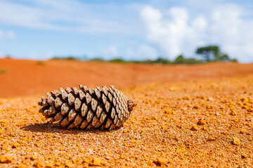 Close up of pine cone, in desert of Santa Maria island, Azores.