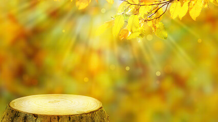 beautiful yellow fall leaf branch over empty tree stump for product display, bright colored autumn...