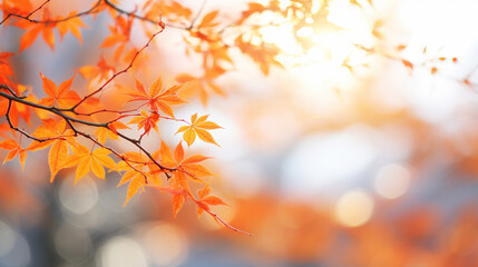 美しくて明るい球ボケのある楓の葉のグラフィック素材