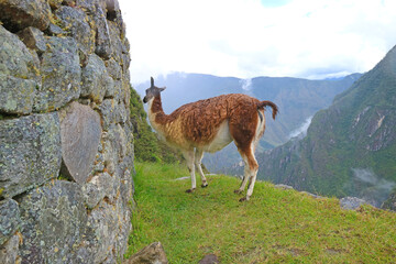 llama grazing in the agricultural terrace of Machu Picchu Inca citadel, Cusco region, Peru, South...