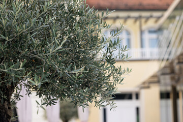 Beautiful olive tree in a flower pot on the street