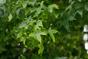 Fototapeta na wymiar Maple green leaves close-up on a tree