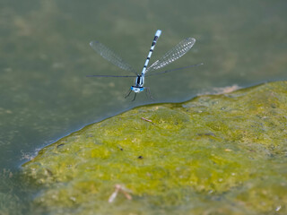 Common blue damselfly, Enallagma cyathigerum,