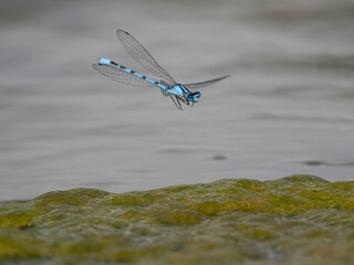 Common blue damselfly, Enallagma cyathigerum,